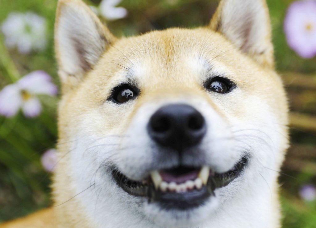 目と目で絆が深まる！目が合いにくい柴犬のアイコンタクトレッスン ShiBa【シーバ】プラス犬びより│犬と楽しく暮らす！情報マガジン