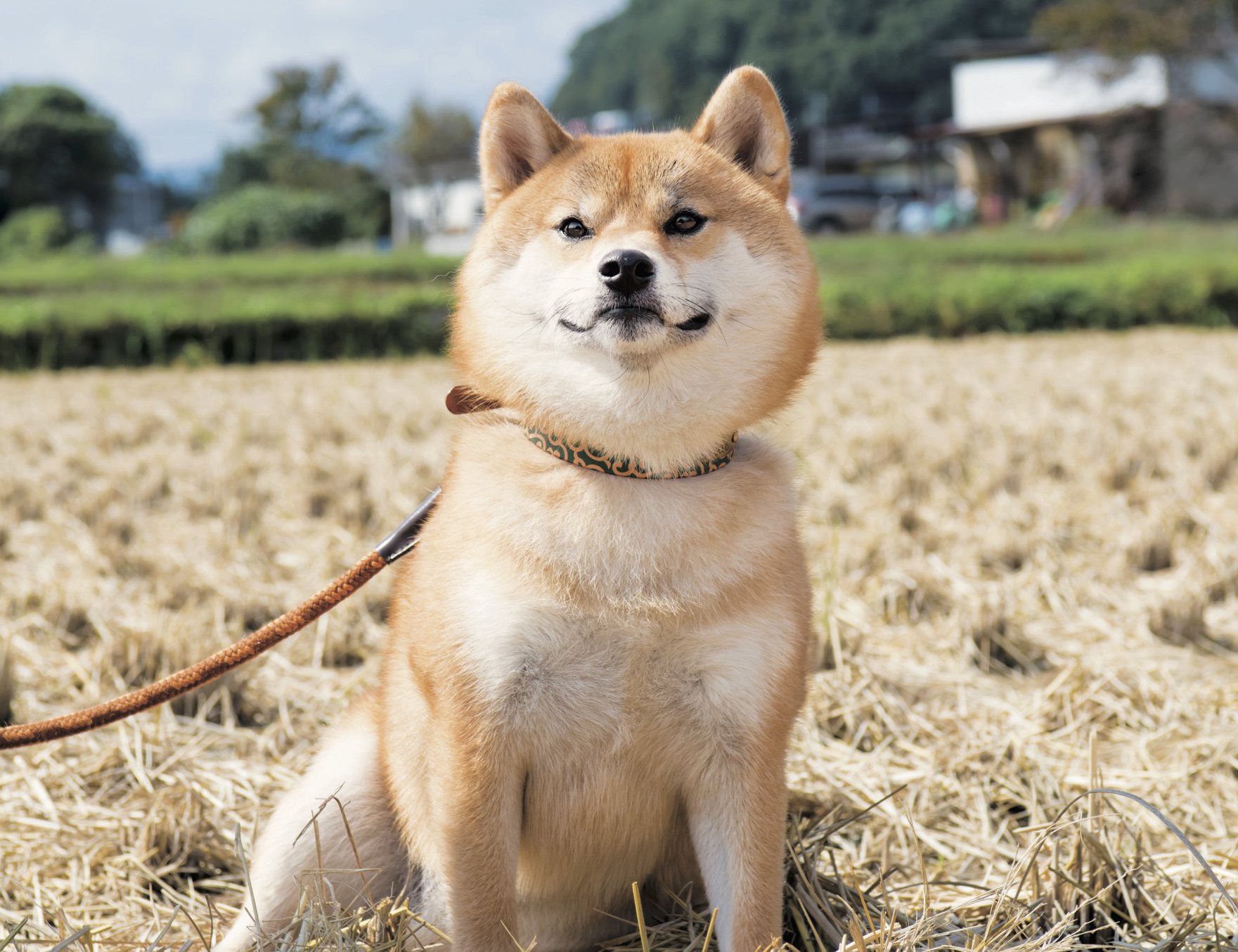日本犬は6種類だけ！ | えのBLOG
