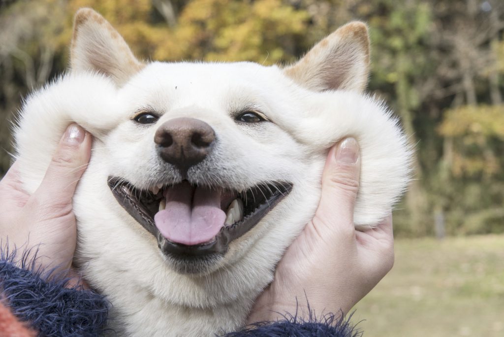 伸びろ 犬の皮 柴犬的アンチエイジングのやりかた Shi Ba シーバ プラス犬びより 犬と楽しく暮らす 情報マガジン