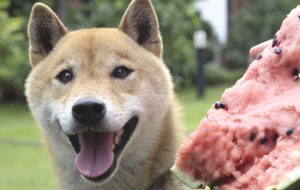 犬の夏の食事