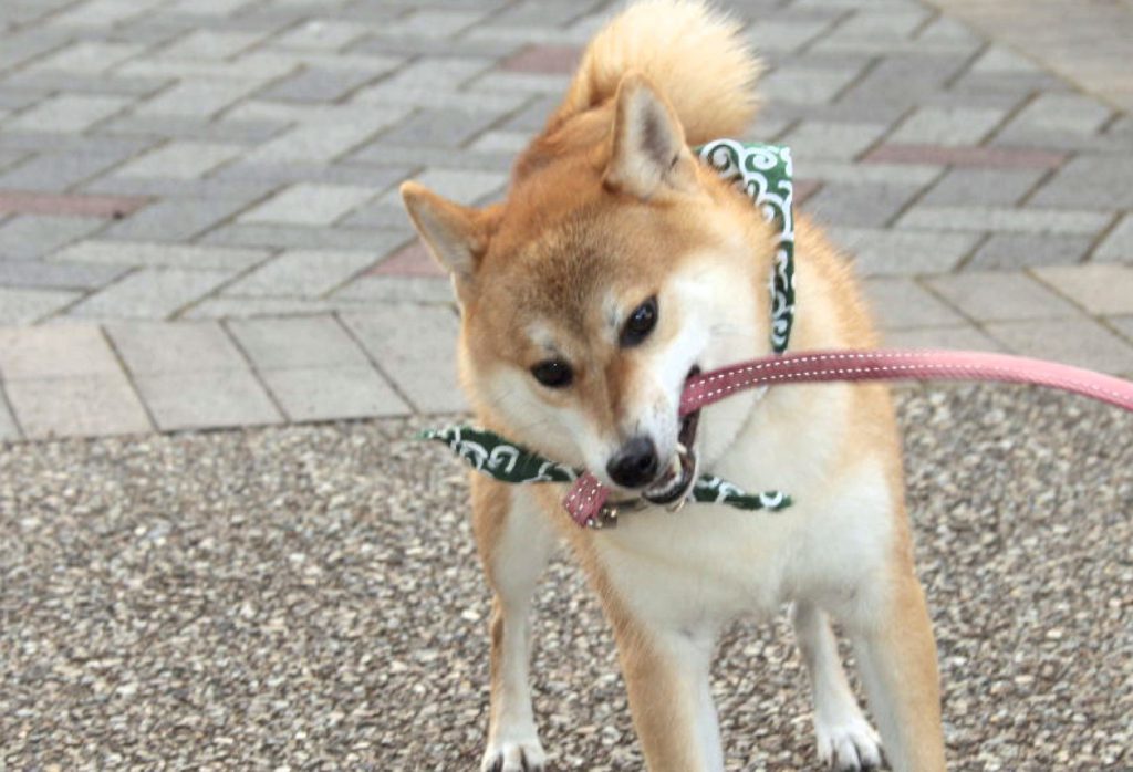 愛犬の嫉妬心 執着心 決して譲らない柴犬の気持ちを徹底解明 Shi Ba シーバ プラス犬びより 犬と楽しく暮らす 情報マガジン