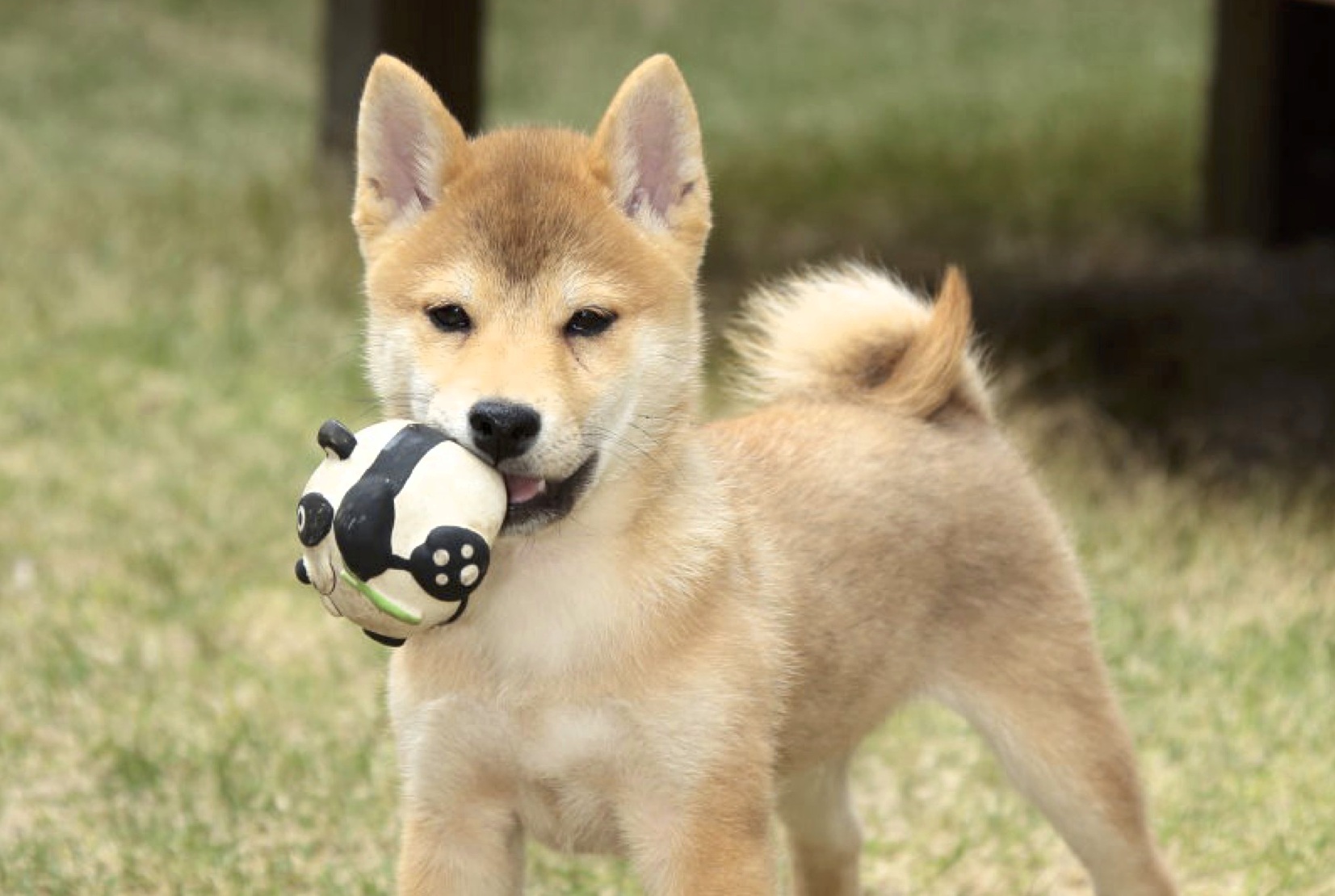 『社会化』がへタレ系日本犬を救う！子犬・成犬の社会化方程式！ ShiBa【シーバ】プラス犬びより│犬と楽しく