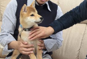 日本犬の社会化