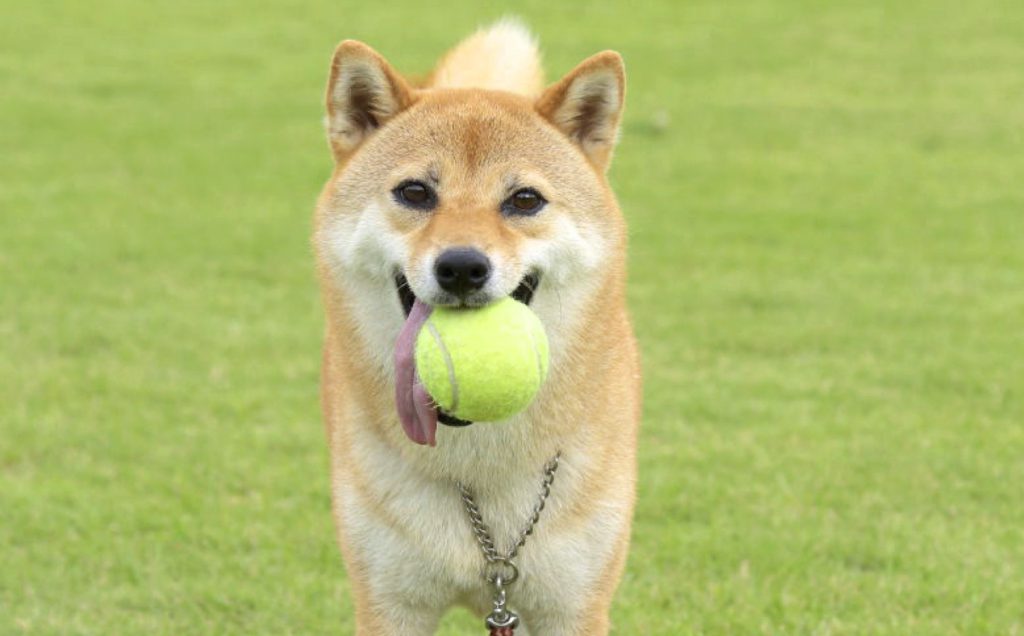 楽しくって役立つボール遊び 極めよ 柴犬 モッテコイ 屋外編 Shi Ba シーバ プラス犬びより 犬と楽しく暮らす 情報マガジン