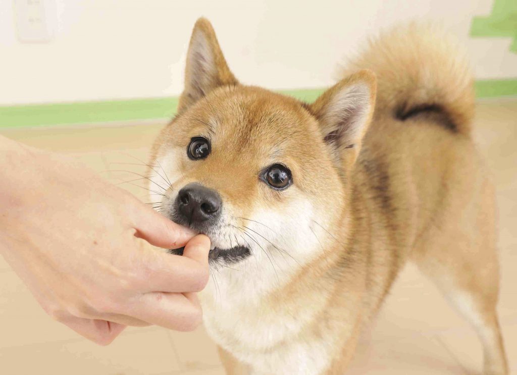 柴犬ベジタリアン 正しい野菜の食し方 美味しさ倍増トッピングレシピ Shi Ba シーバ プラス犬びより 犬と楽しく暮らす 情報マガジン