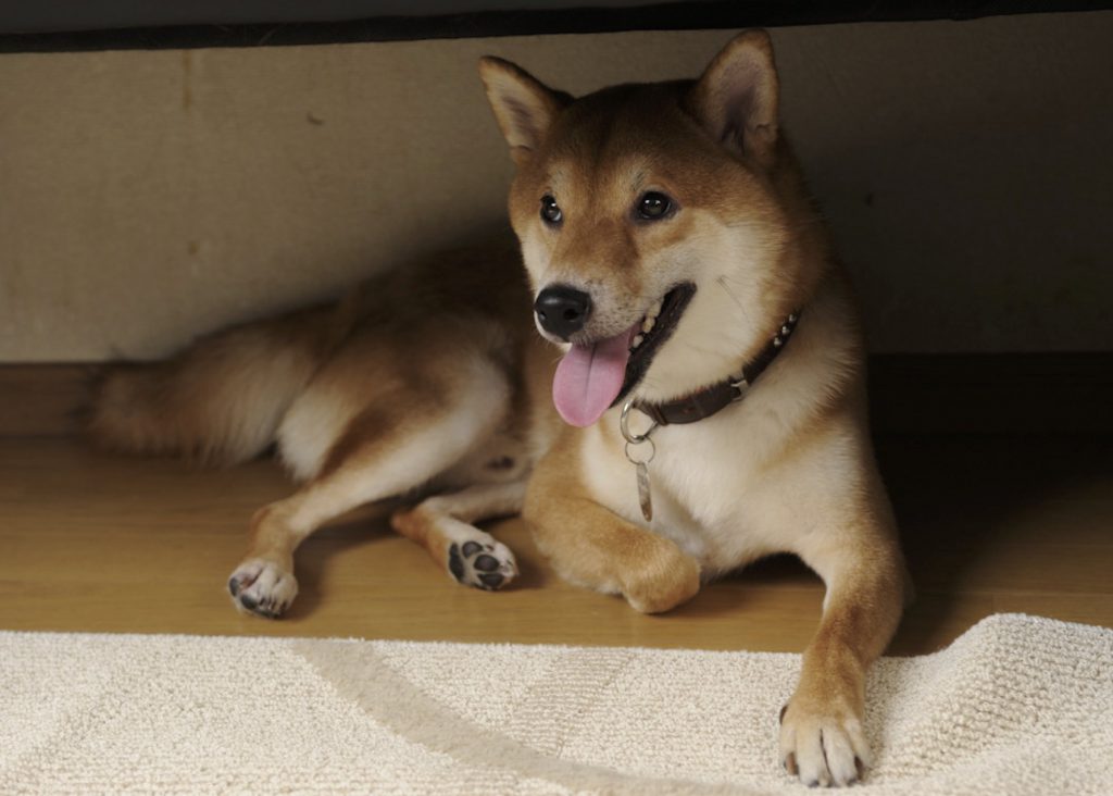 犬的怪奇スポット エピソード 柴毛もよだつ真夏の夜の怪奇特集 Shi Ba シーバ プラス犬びより 犬と楽しく暮らす 情報マガジン