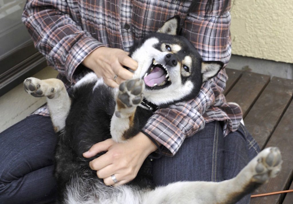 行動で分かるパーセンテージ あなたの柴犬 どれだけ心を許している Shi Ba シーバ プラス犬びより 犬と楽しく暮らす 情報マガジン