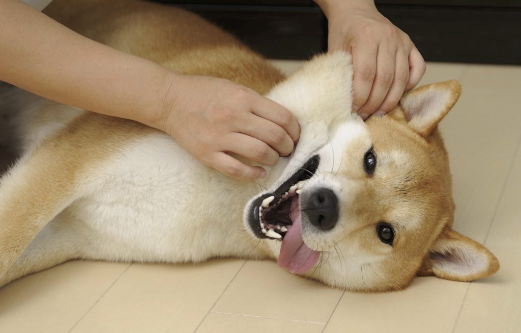 猛暑から愛犬を守るために知っておくべきサインと対策 夏バテ犬復活への道 Shi Ba シーバ プラス犬びより 犬と楽しく暮らす 情報マガジン