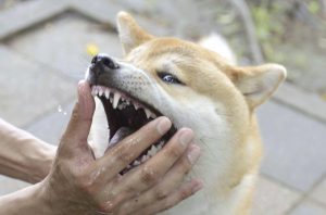 噛む柴犬