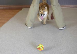 柴犬のボール遊び