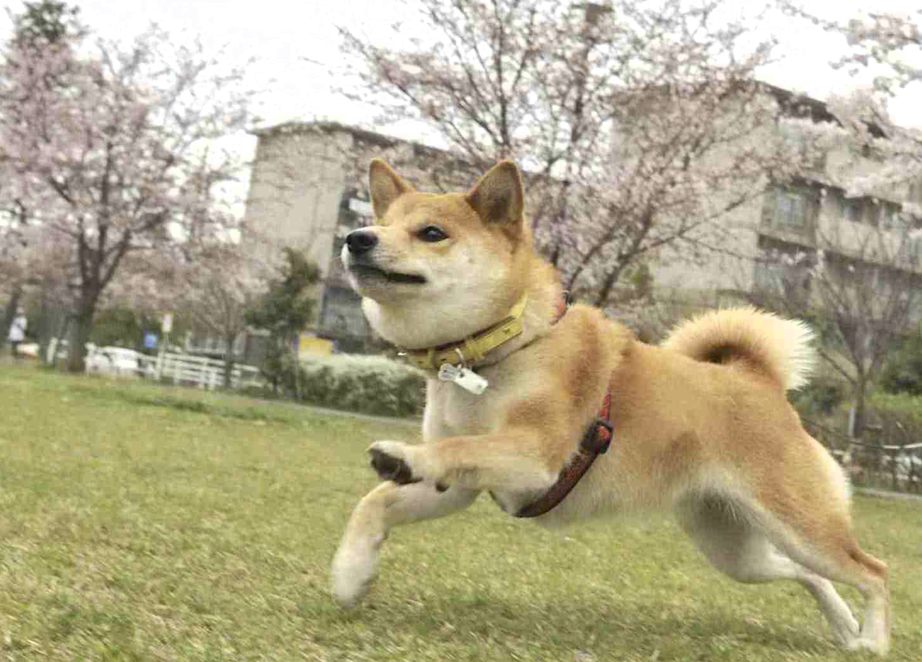柴犬のおまわりさん 日本犬には警察犬としての適性はあるのか Shi Ba シーバ プラス犬びより 犬と楽しく暮らす 情報マガジン