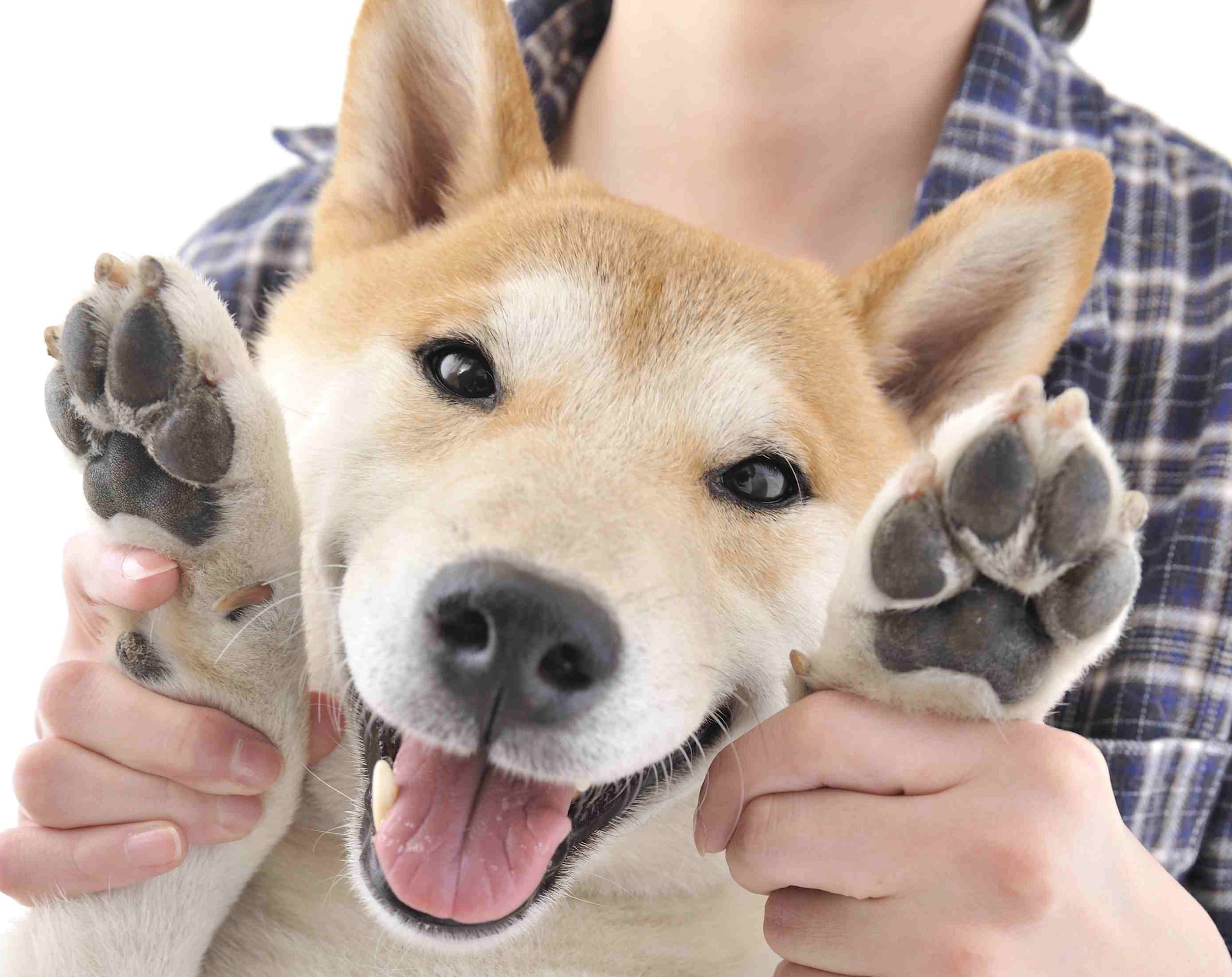 走る 掘る かく だけではない日本犬の足事情を徹底調査 Shi Ba シーバ プラス犬びより 犬と楽しく暮らす 情報マガジン