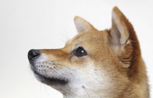 柴犬の感情は耳で分かる 動きで分かる犬の気持ちと病気を解説 Shi Ba シーバ プラス犬びより 犬と楽しく暮らす 情報マガジン