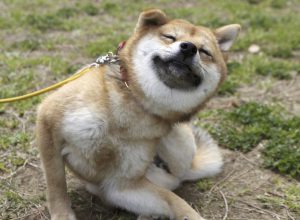 柴犬の感情は見て分かる 耳の動きで分かる犬の気持ちと病気を解説 Shi Ba シーバ プラス犬びより 犬と楽しく暮らす 情報マガジン