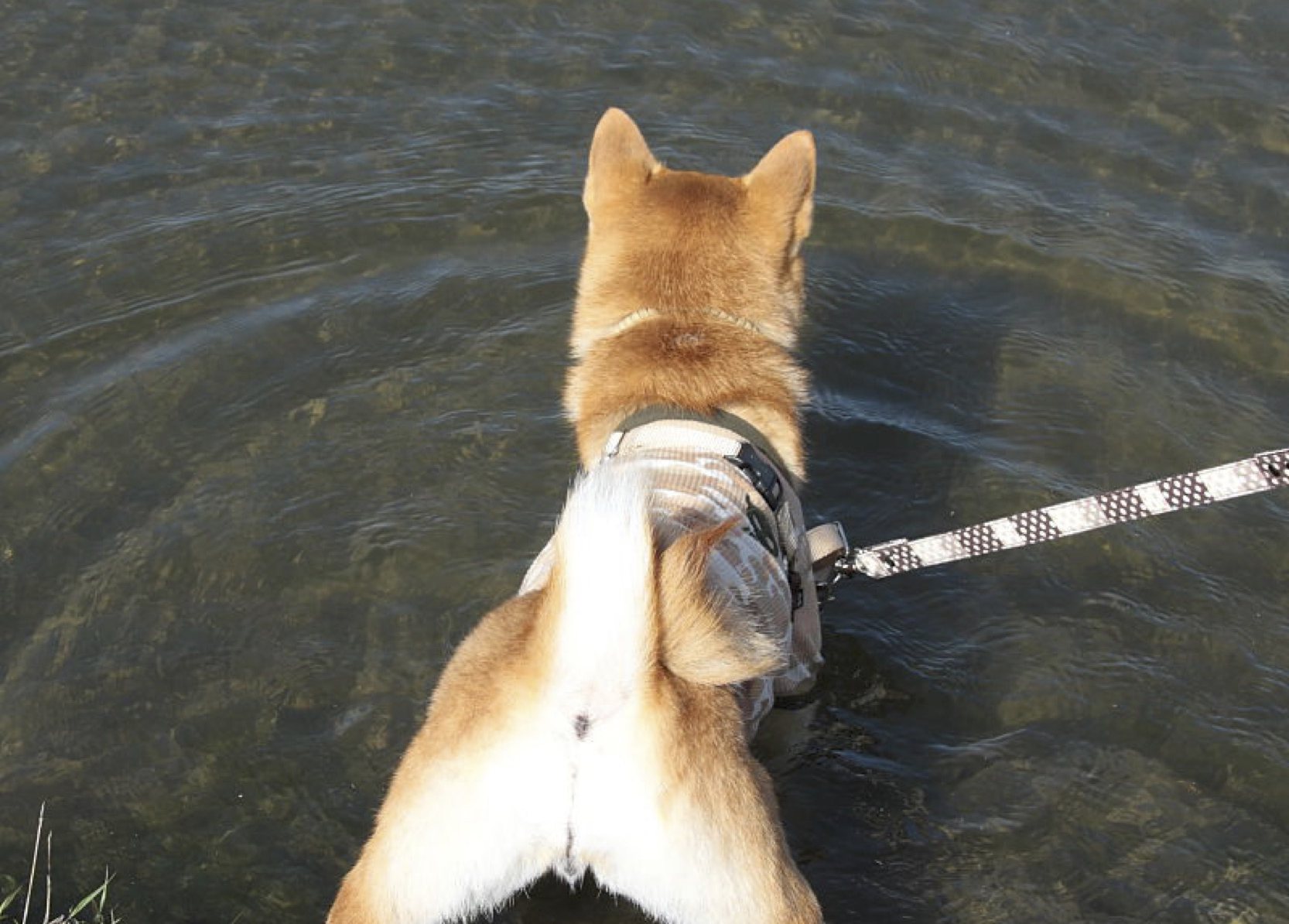 犬の水遊び