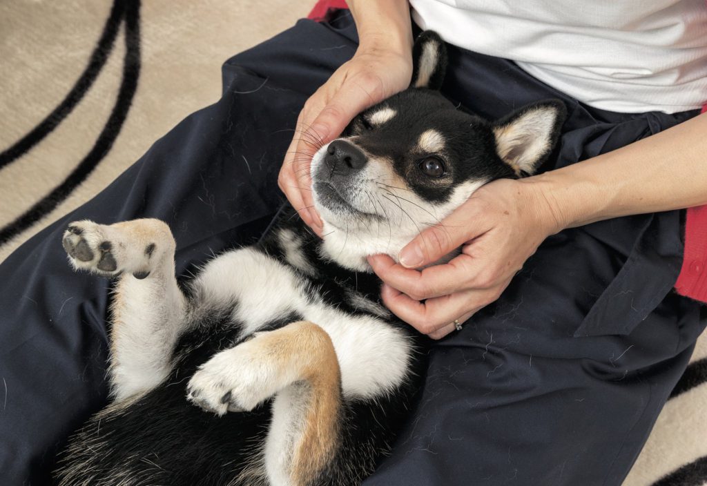 もともとの性格 年だからは禁物 愛犬のおとなし過ぎは病気のサイン Shi Ba シーバ プラス犬びより 犬と楽しく暮らす 情報マガジン