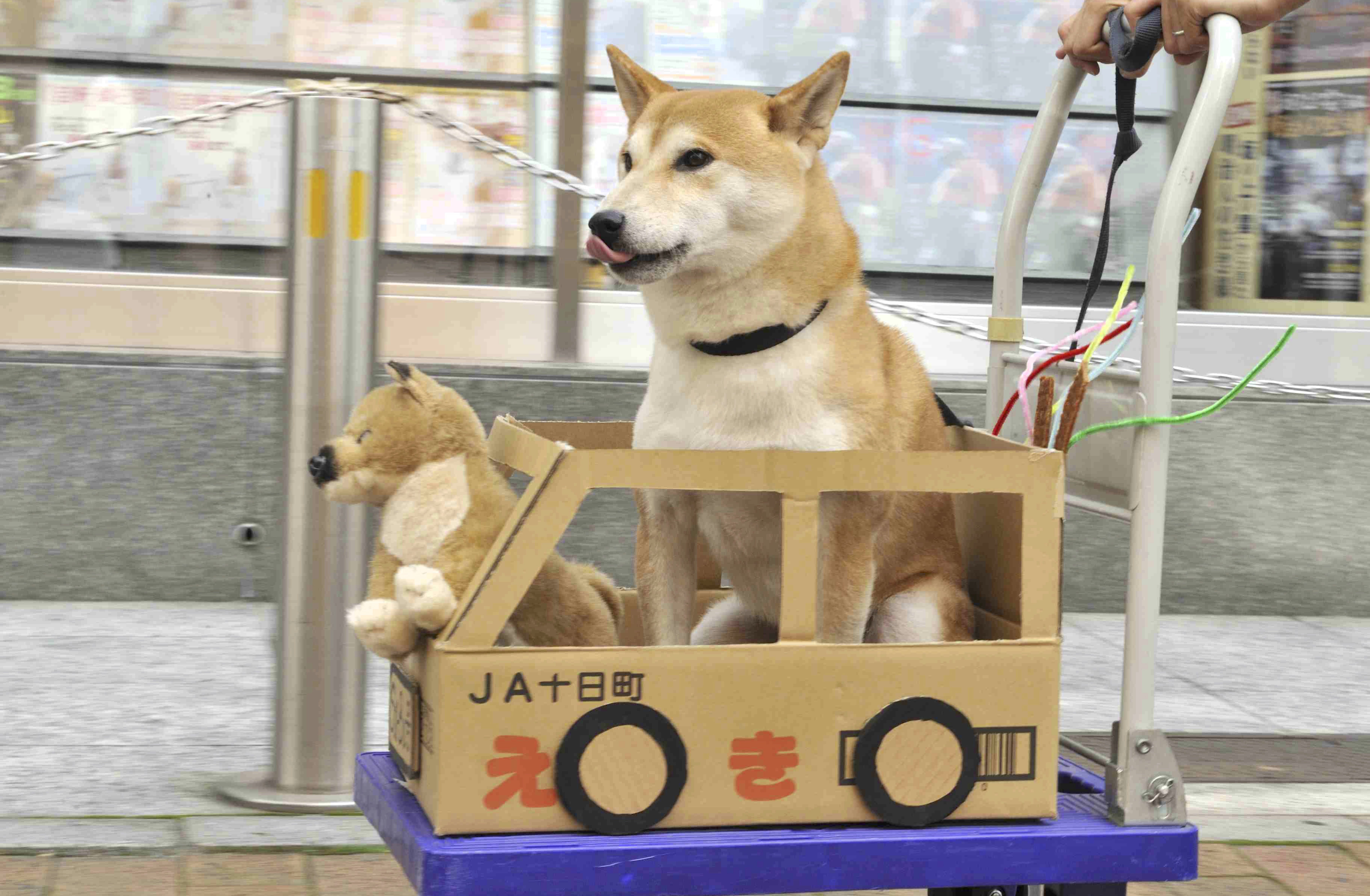 全く役立たずの手作り術 材料費0円の段ボールで作る柴犬グッズ