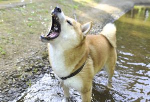 犬の水遊び