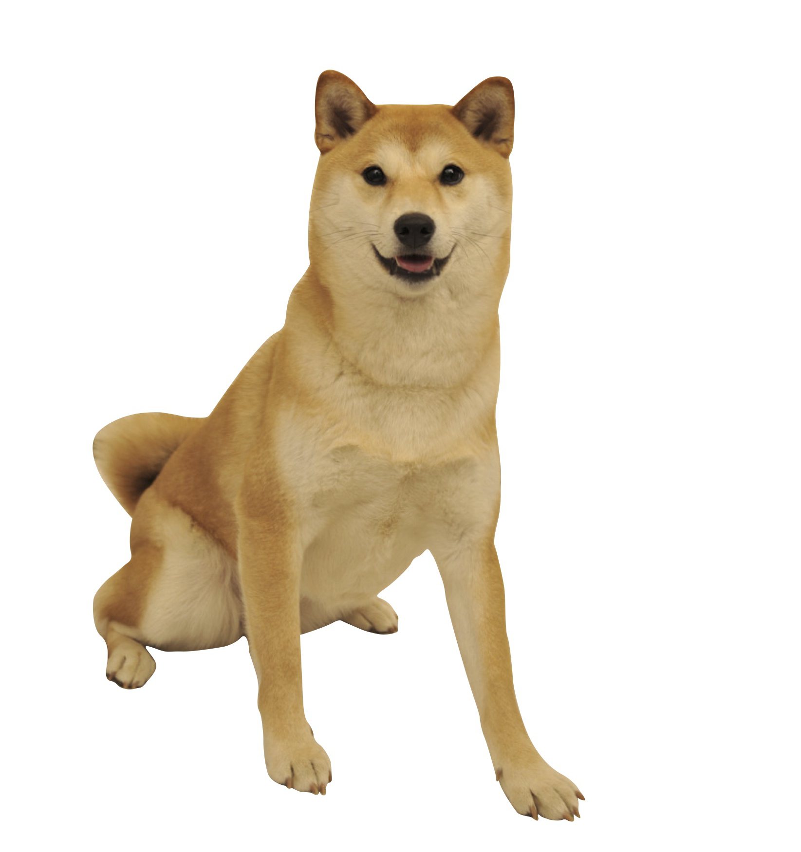 犬が鳴く理由と止め方