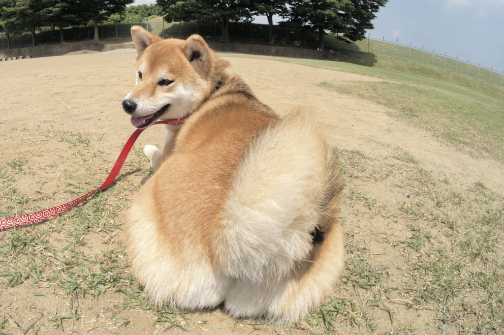 ぷりぷりのアノ部位はかわいいだけではない 尻は口ほどにモノを言う Shi Ba シーバ プラス犬びより 犬と楽しく暮らす 情報マガジン