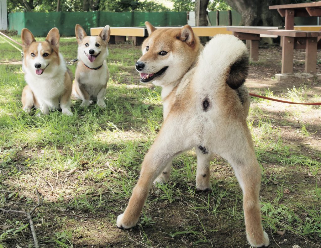 柴 3大 日本人が知っておくべき日本犬 あるある 18選 Shi Ba シーバ プラス犬びより 犬と楽しく暮らす 情報マガジン