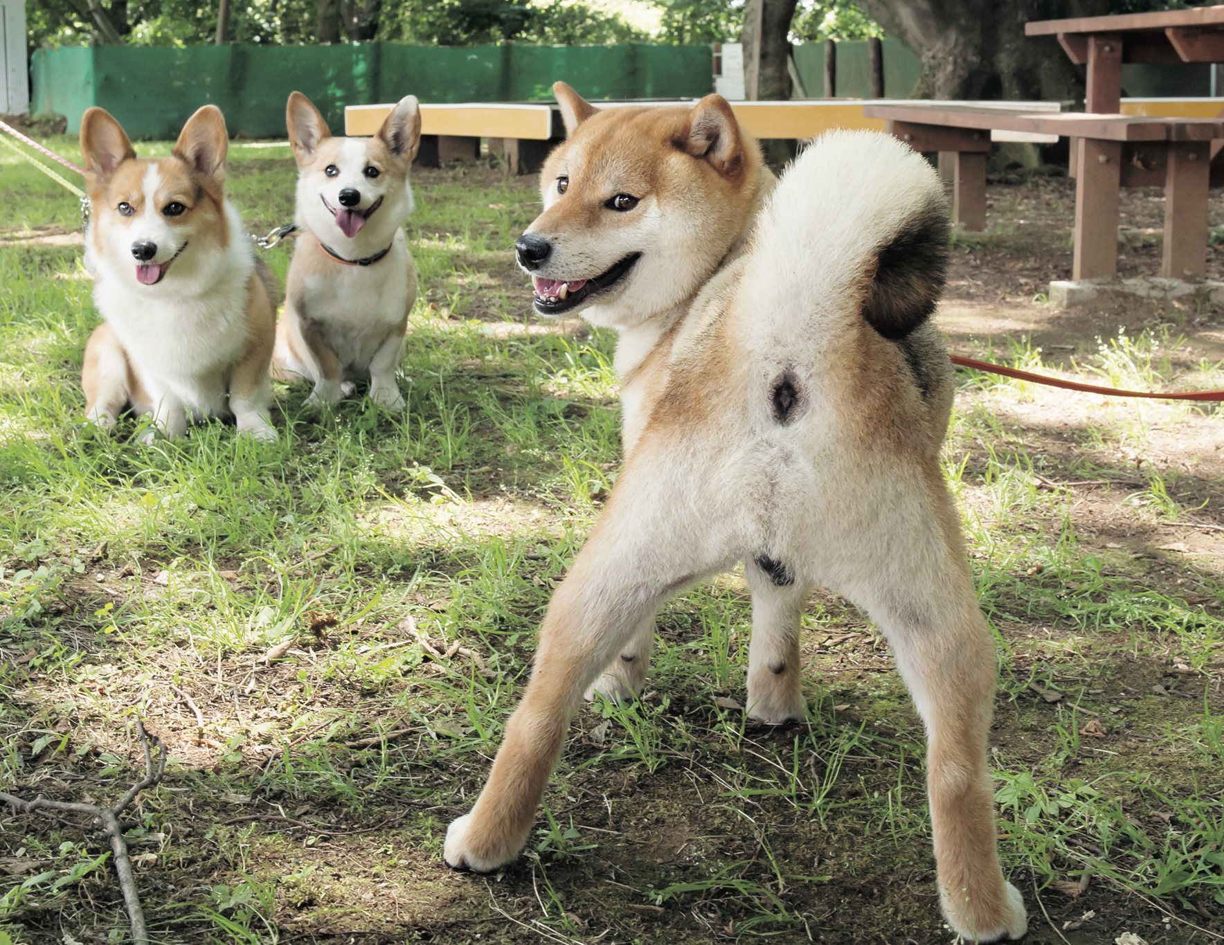 柴 3大 日本人が知っておくべき日本犬 あるある 18選 Shi Ba シーバ プラス犬びより 犬と楽しく暮らす 情報マガジン
