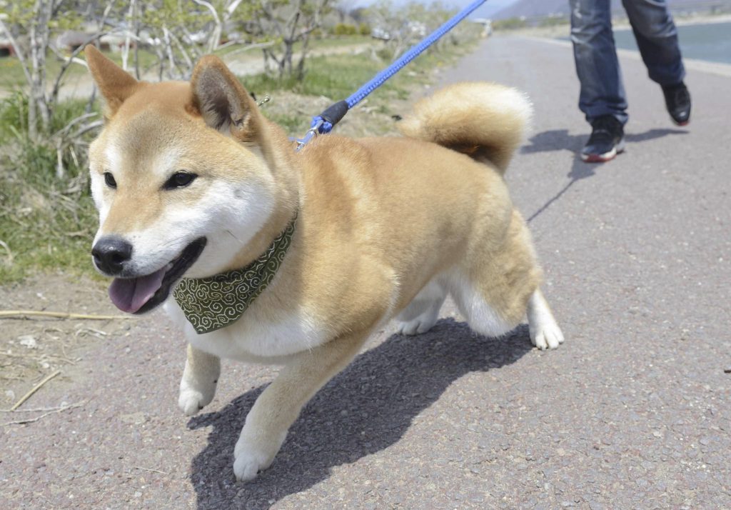 もっとも多い基本色 より良い毛色と形を求めて とことん赤柴 Shi Ba シーバ プラス犬びより 犬と楽しく暮らす 情報マガジン