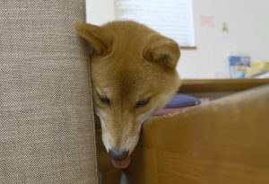 長寿が多い日本犬だからこそ知っておこう 認知症の特徴 症状 原因 Shi Ba シーバ プラス犬びより 犬と楽しく暮らす 情報マガジン