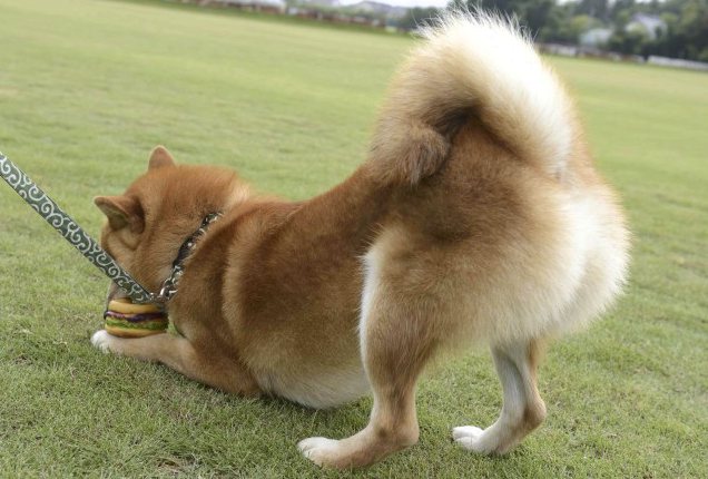 日本犬の象徴 それは巻き尾 くるりと巻いた尻尾の魅力に迫る Shi Ba シーバ プラス犬びより 犬と楽しく暮らす 情報マガジン