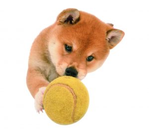 日本犬との遊び方