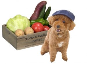 体にいい野菜をたーんと食べやさい 犬への健康効果が期待できる食材は 2 Shi Ba シーバ プラス犬びより 犬と楽しく暮らす 情報マガジン