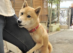 犬のマウンティング