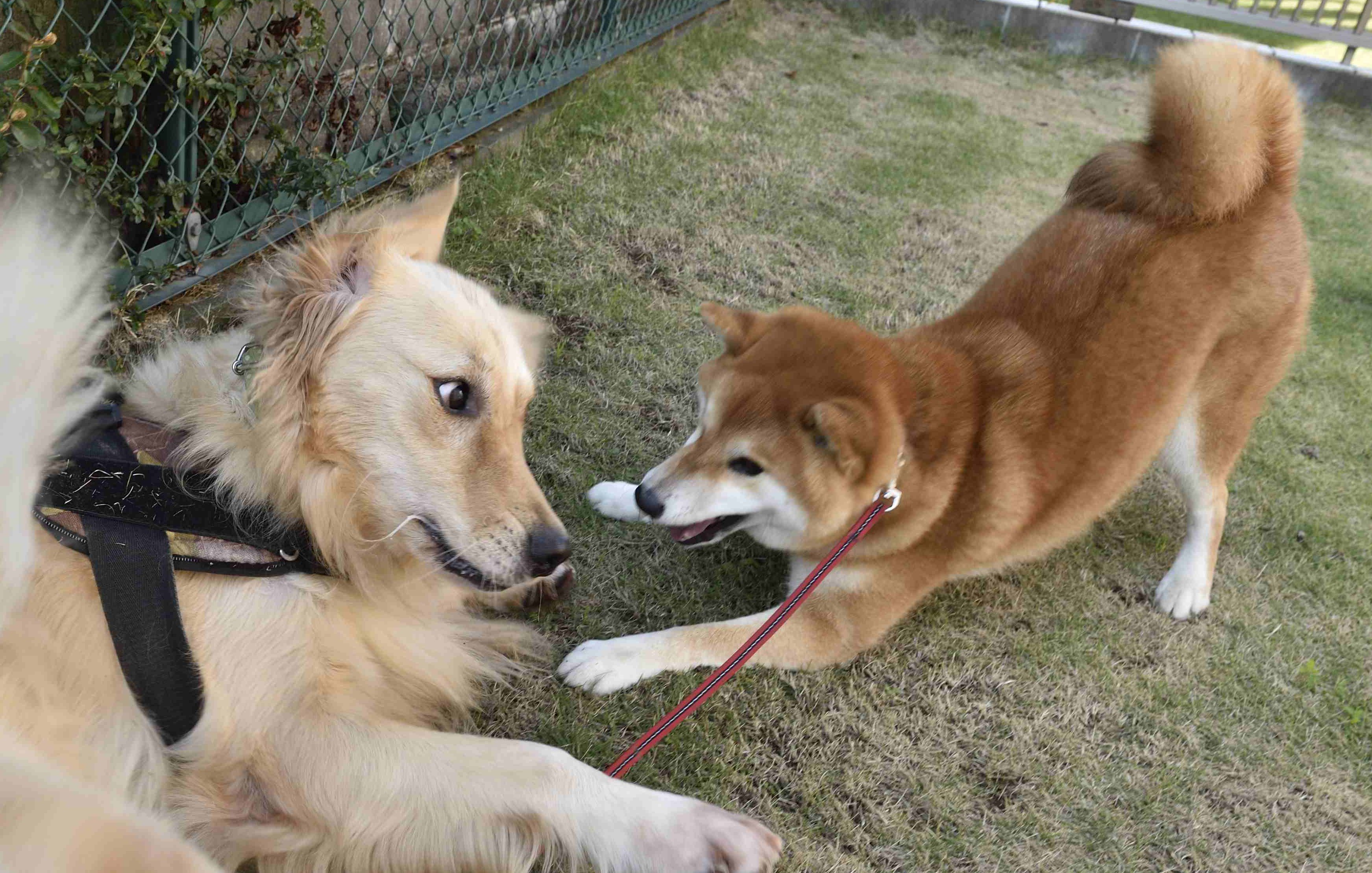 遊び相手別 年齢別による工夫 日本犬にとって意義ある遊び方をしよう Shi Ba シーバ プラス犬びより 犬と楽しく暮らす 情報マガジン