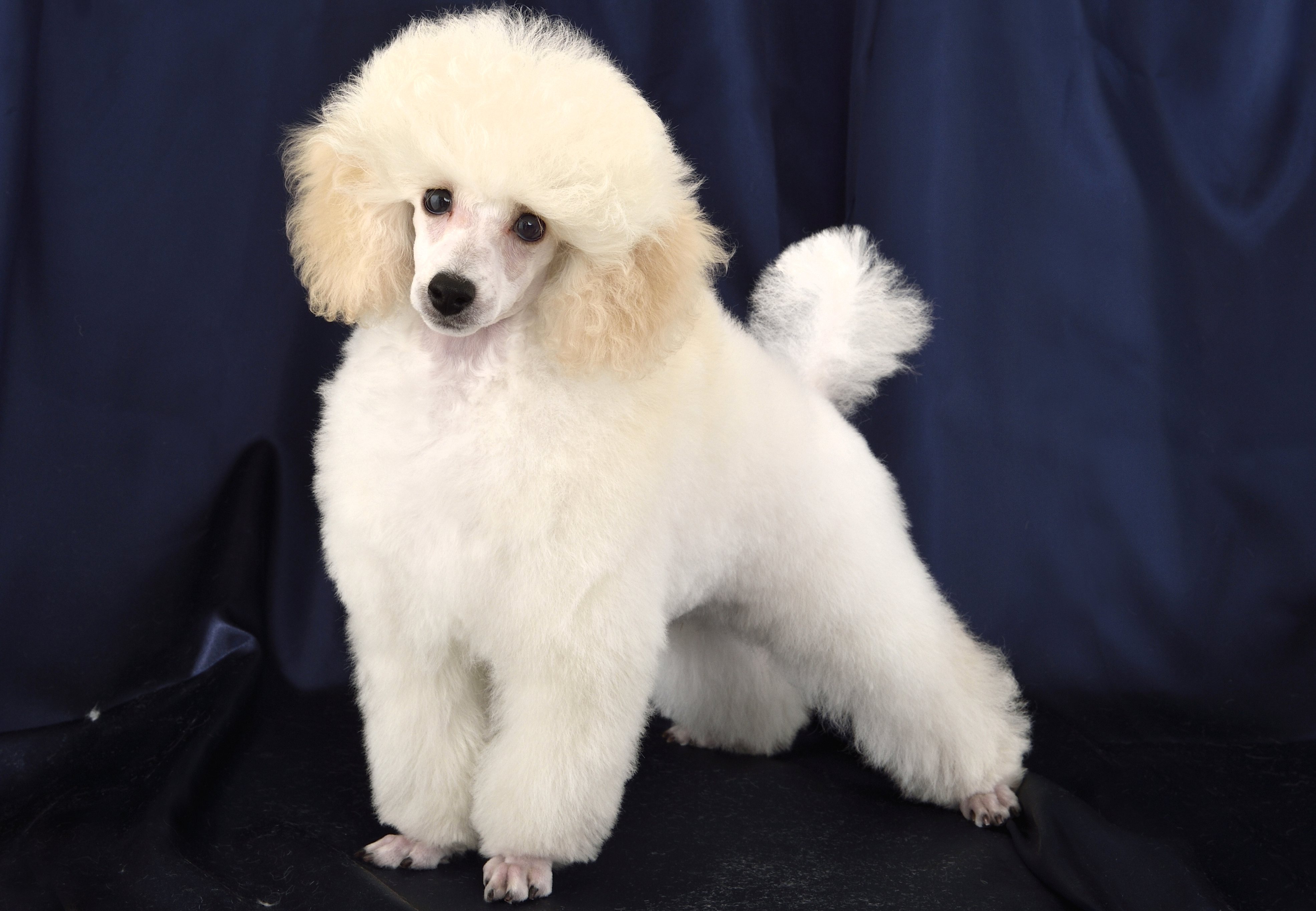 被毛のしくみとトラブル対策 プードルの発毛 育毛プロジェクト Shi Ba シーバ プラス犬びより 犬と楽しく暮らす 情報マガジン