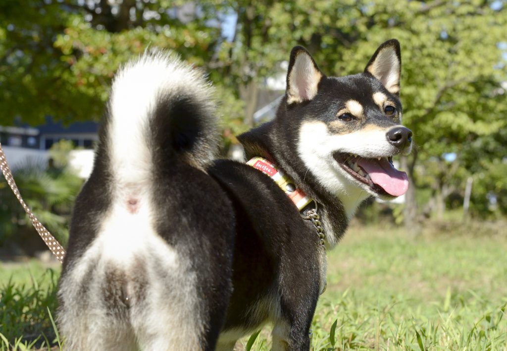 よそ様にはふるのになぜ ワタシにも振ってほしいな そのシッポ Shi Ba シーバ プラス犬びより 犬と楽しく暮らす 情報マガジン