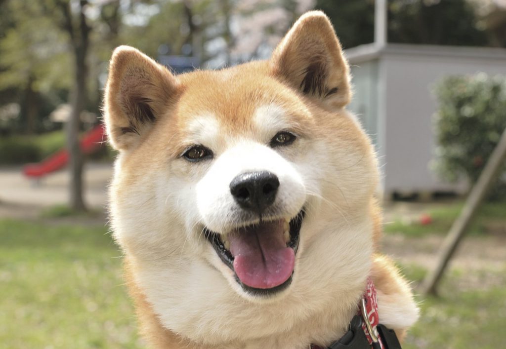 柴犬の表情図鑑 あの顔の時どんなことを思っている 笑顔編 Shi Ba シーバ プラス犬びより 犬と楽しく暮らす 情報マガジン