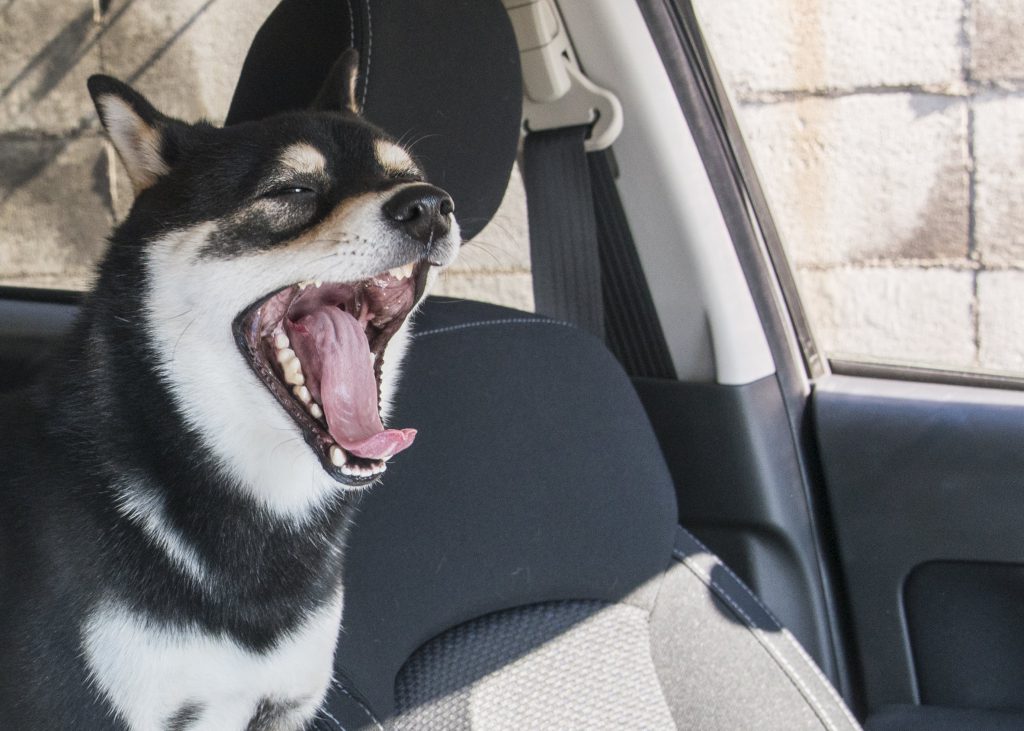 眠い ストレス うつる 謎のメカニズム 柴犬のあくびを大研究 Shi Ba シーバ プラス犬びより 犬と楽しく暮らす 情報マガジン