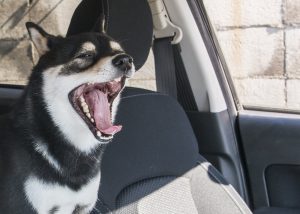 眠い ストレス うつる 謎のメカニズム 柴犬のあくびを大研究 Shi Ba シーバ プラス犬びより 犬と楽しく暮らす 情報マガジン