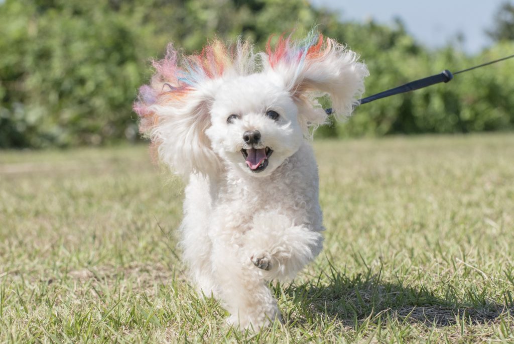 走りを極めて脱臼やストレスを防ぐ プードル 全力ダッシュ のポイント Shi Ba シーバ プラス犬びより 犬と楽しく暮らす 情報マガジン