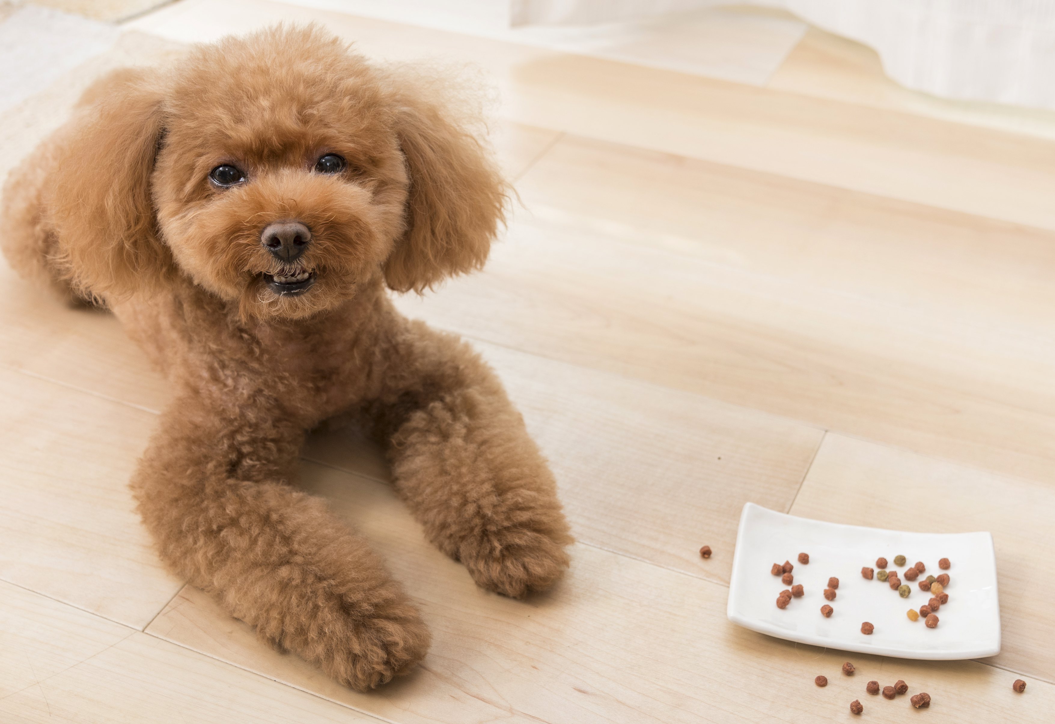 愛犬が膵炎と診断されたら食事はどうする 検査方法 治療方法を解説 Shi Ba シーバ プラス犬びより 犬と楽しく暮らす 情報マガジン