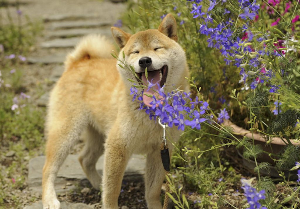 日本犬ならではのしつけ法 散歩中に見られる行動理由と覚えておきたい号令 Shi Ba シーバ プラス犬びより 犬と楽しく暮らす 情報マガジン