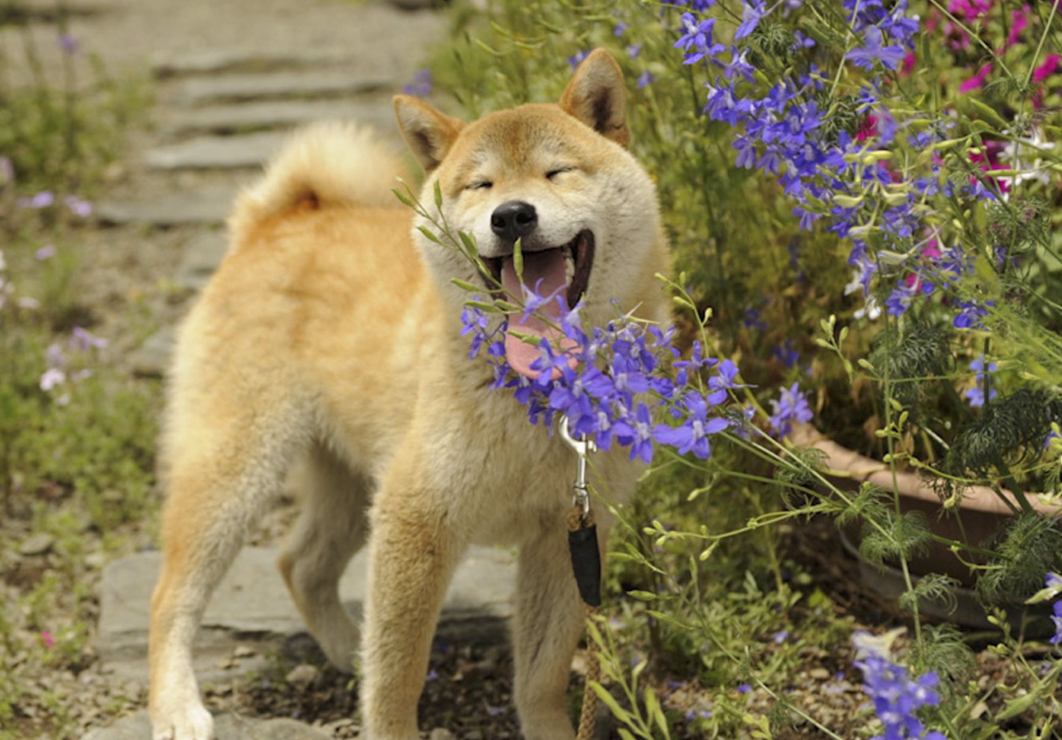 日本犬ならではのしつけ法 散歩中に見られる行動理由と覚えておきたい号令 Shi Ba シーバ プラス犬びより 犬と楽しく暮らす 情報マガジン