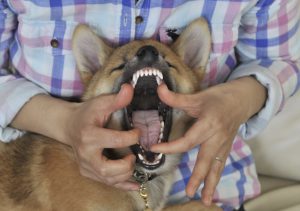 柴犬の歯