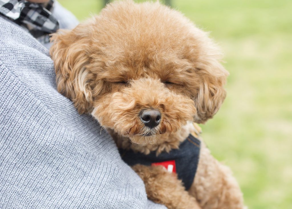 知っておけば怖くない 糖尿病を発症しやすい犬の特徴 症状 合併症について Shi Ba シーバ プラス犬びより 犬と楽しく暮らす 情報マガジン