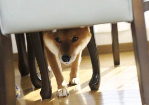 多くの日本犬は子供が苦手 お互いにストレスを感じない接し方ルール Shi Ba シーバ プラス犬びより 犬と楽しく暮らす 情報マガジン