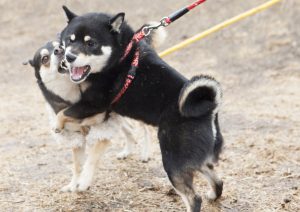 柴犬の背中