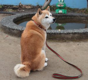 柴犬の背中