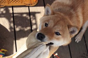 日本犬の欲求