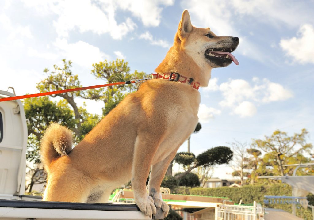 犬は散歩が長いほど長生きってホント 健脚商売で健康大繁盛 Shi Ba シーバ プラス犬びより 犬と楽しく暮らす 情報マガジン