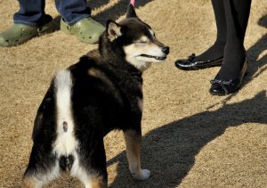 柴犬の背中